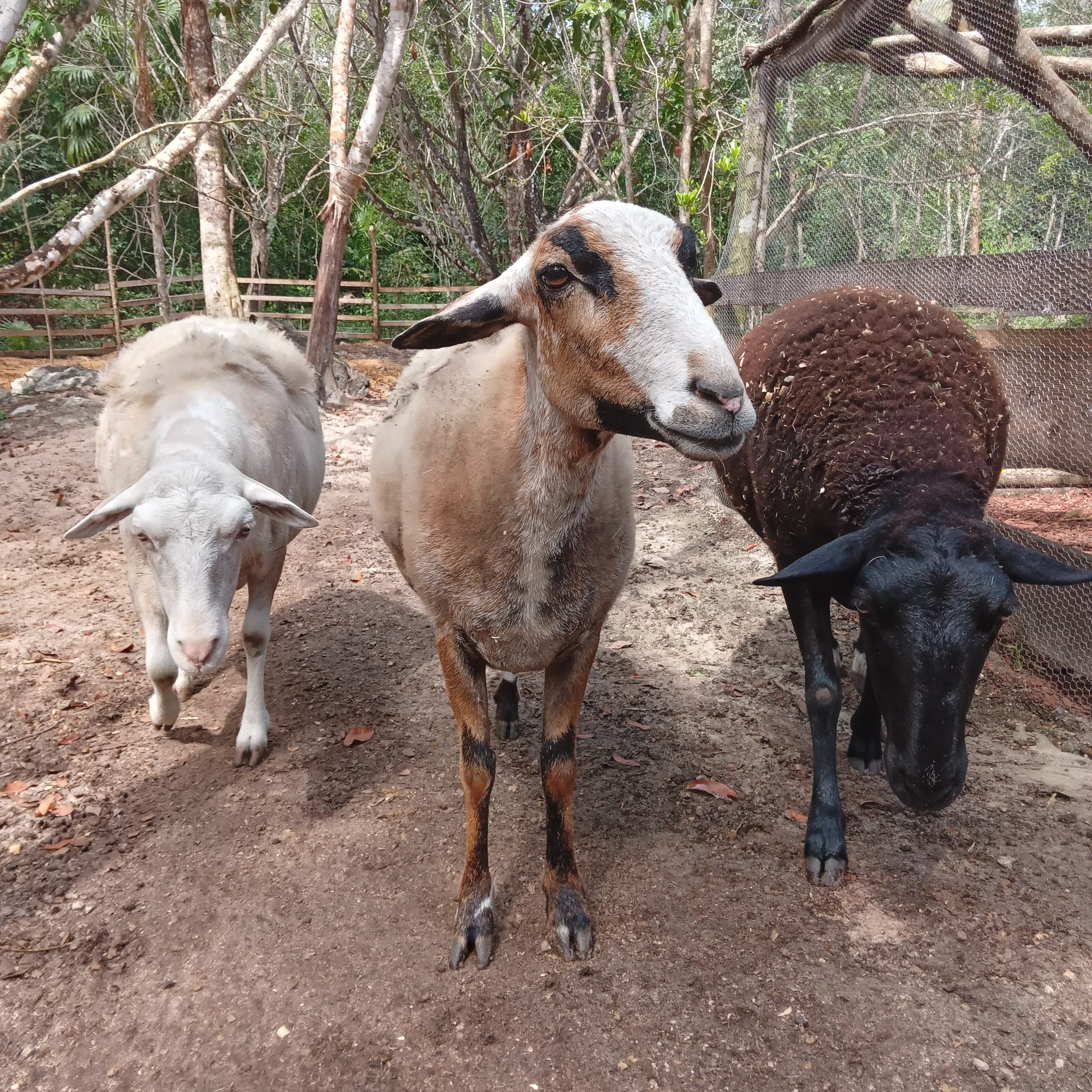 April Donation Jar: Black Sheep Retreat