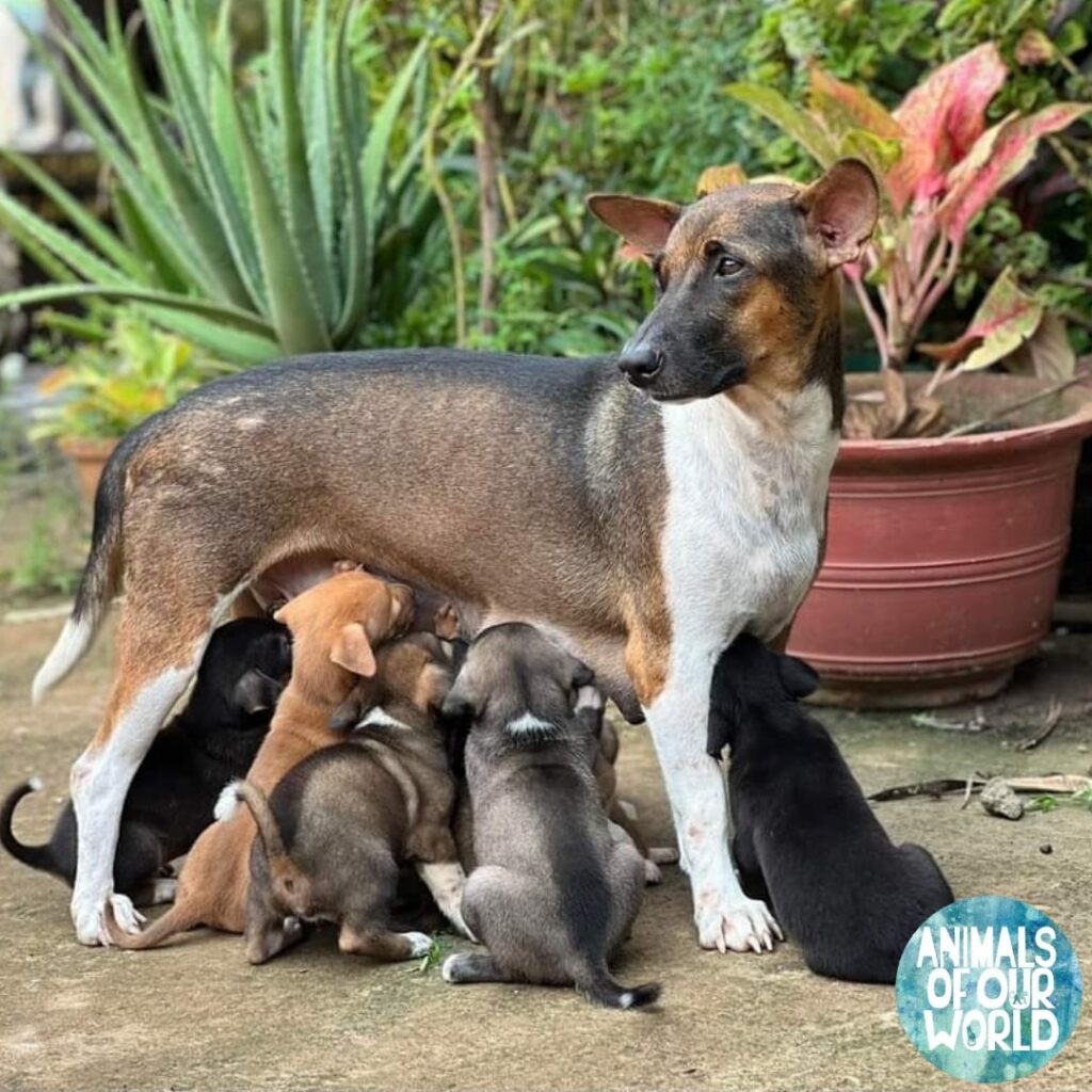 July Donation Jar: Animals Of Our World