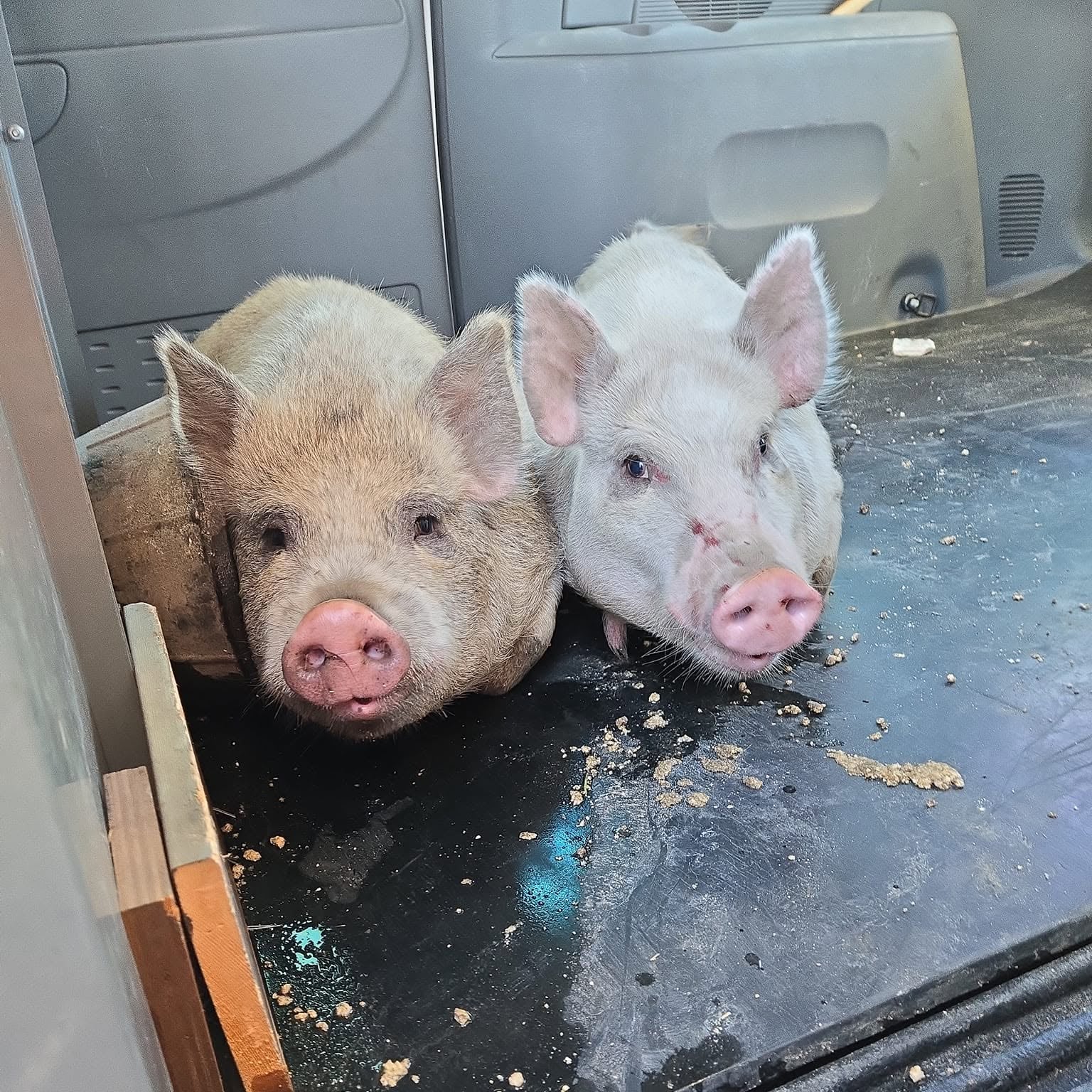 September Donation Jar: Stars Piggly Wigglys
