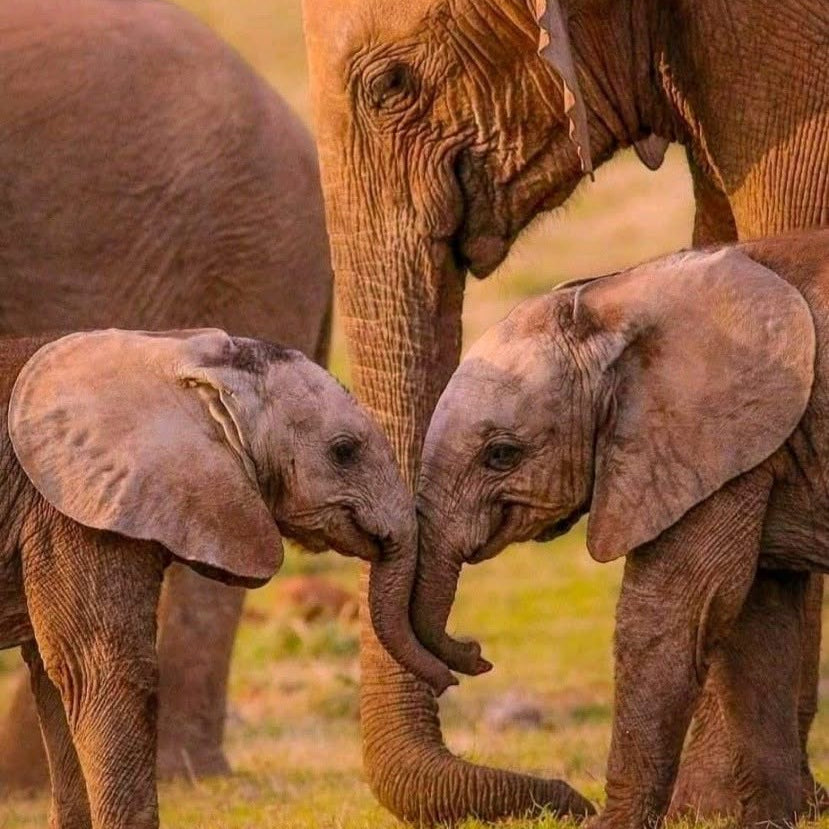 July Donation Jar: Elephanatics