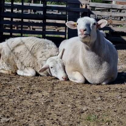 May Donation Jar: Kootenay Acres Farm Sanctuary