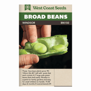 West Coast Seeds Windsor Broad Bean Seeds - 20 Seeds