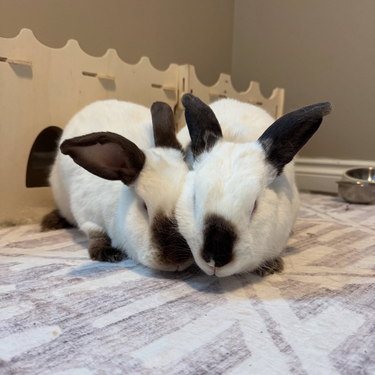 June Donation Jar: Pumpkin's Acres Rabbit Rescue