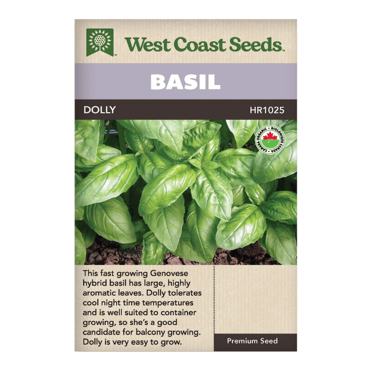 West Coast Seeds Dolly Basil Seeds - 290 Seeds