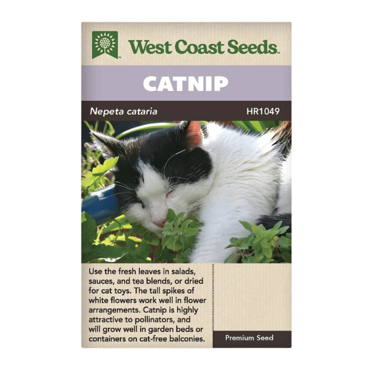 West Coast Seeds Nepeta Cataria Catnip Seeds - 460 Seeds