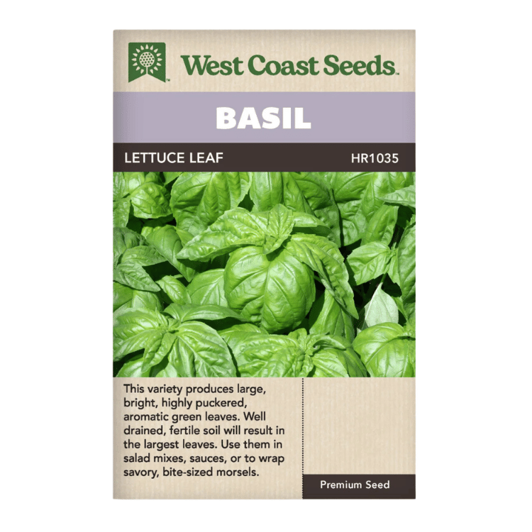 West Coast Seeds Lettuce Leaf Basil Seeds - 250 Seeds