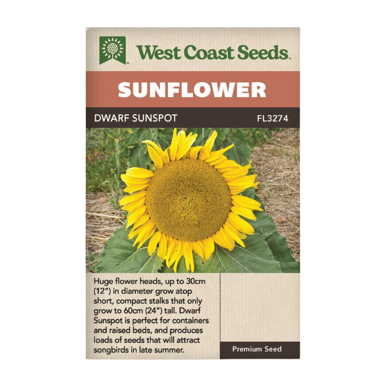 West Coast Seeds Dwarf Sunspot Sunflower Seeds - 20 seeds