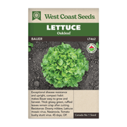West Coast Seeds Bauer Organic Lettuce Seeds - 50 Seeds