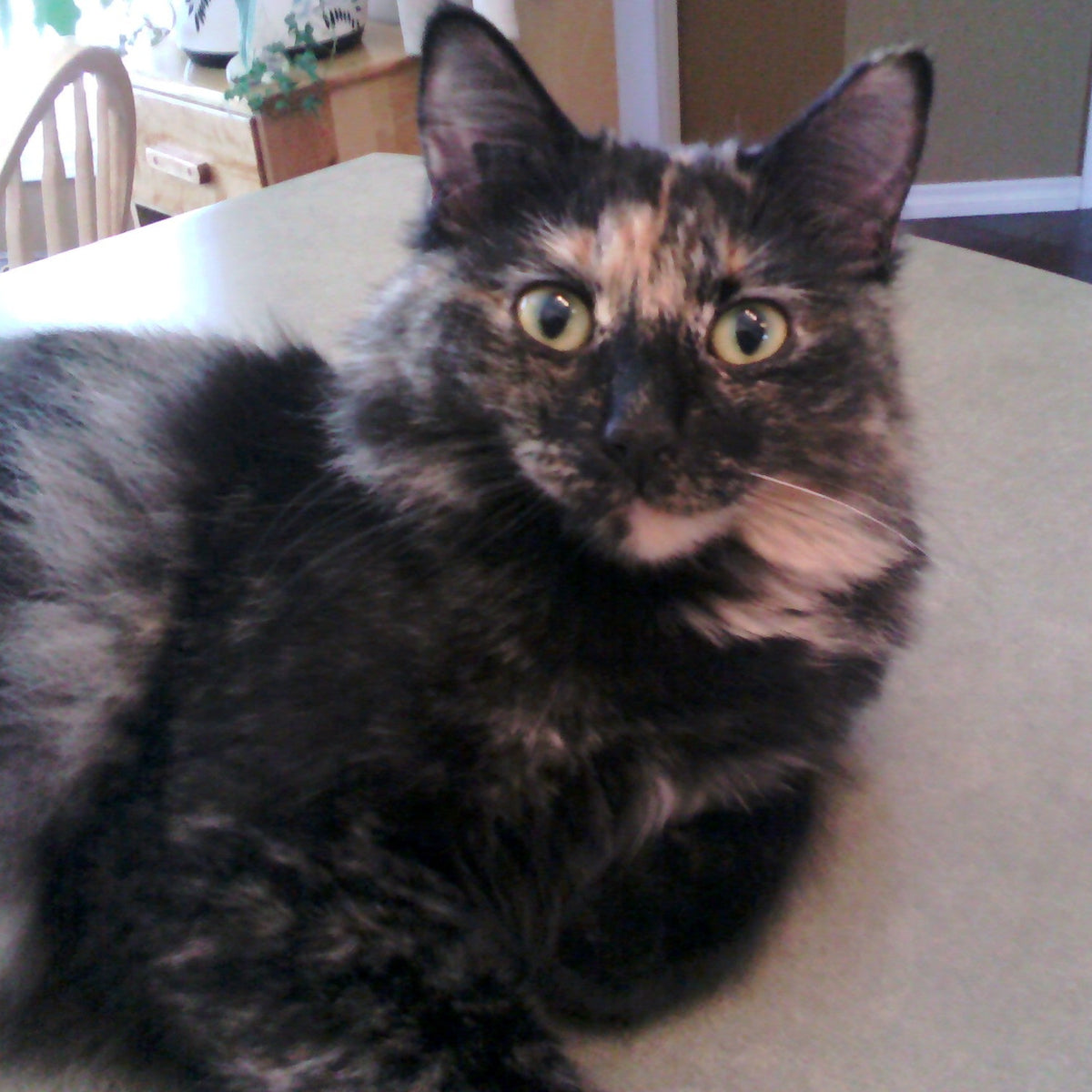 October Donation Jar: AlleyCATS Alliance
