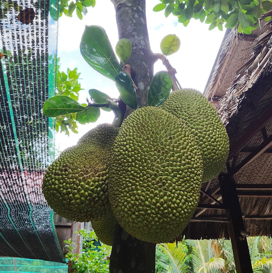 Nature's Charm Shredded Young Green Jackfruit in Water - 565g