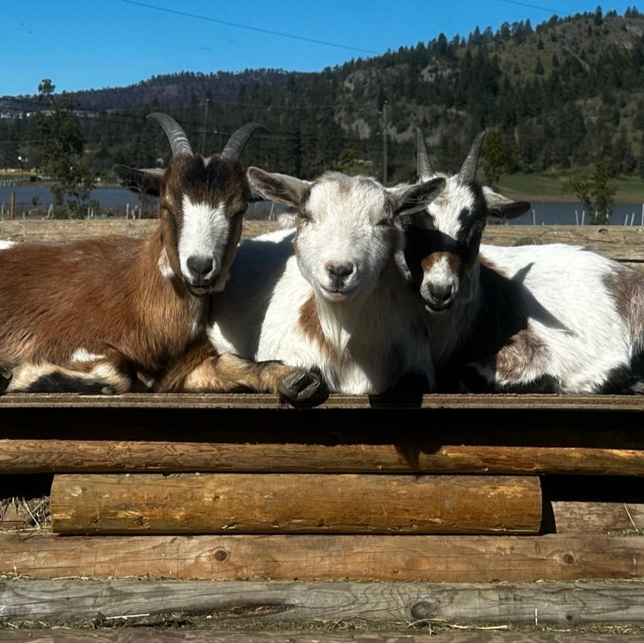 October Donation Jar: Happy Hooves Sanctuary