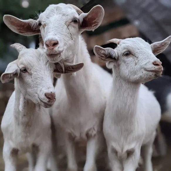 May Donation Jar: Kootenay Acres Farm Sanctuary
