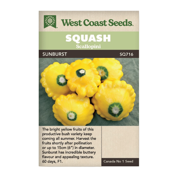 West Coast Seeds Sunburst Scallopini Squash Seeds - 20 seeds