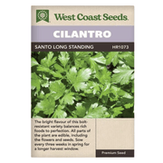 West Coast Seeds Santo Long Standing Cilantro Seeds - 80 Seeds