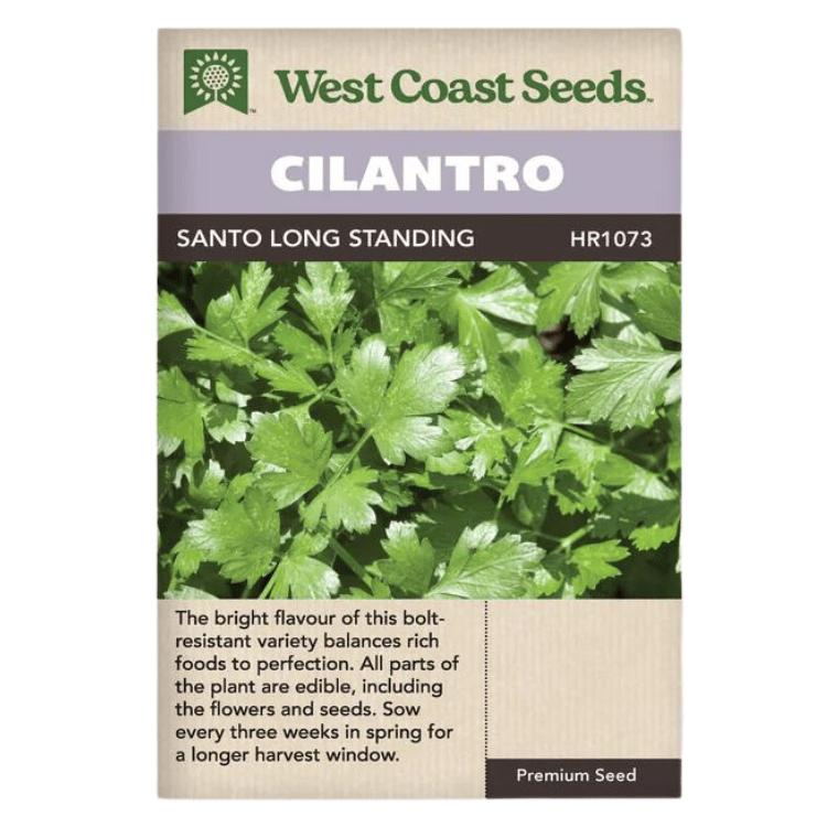 West Coast Seeds Santo Long Standing Cilantro Seeds - 80 Seeds